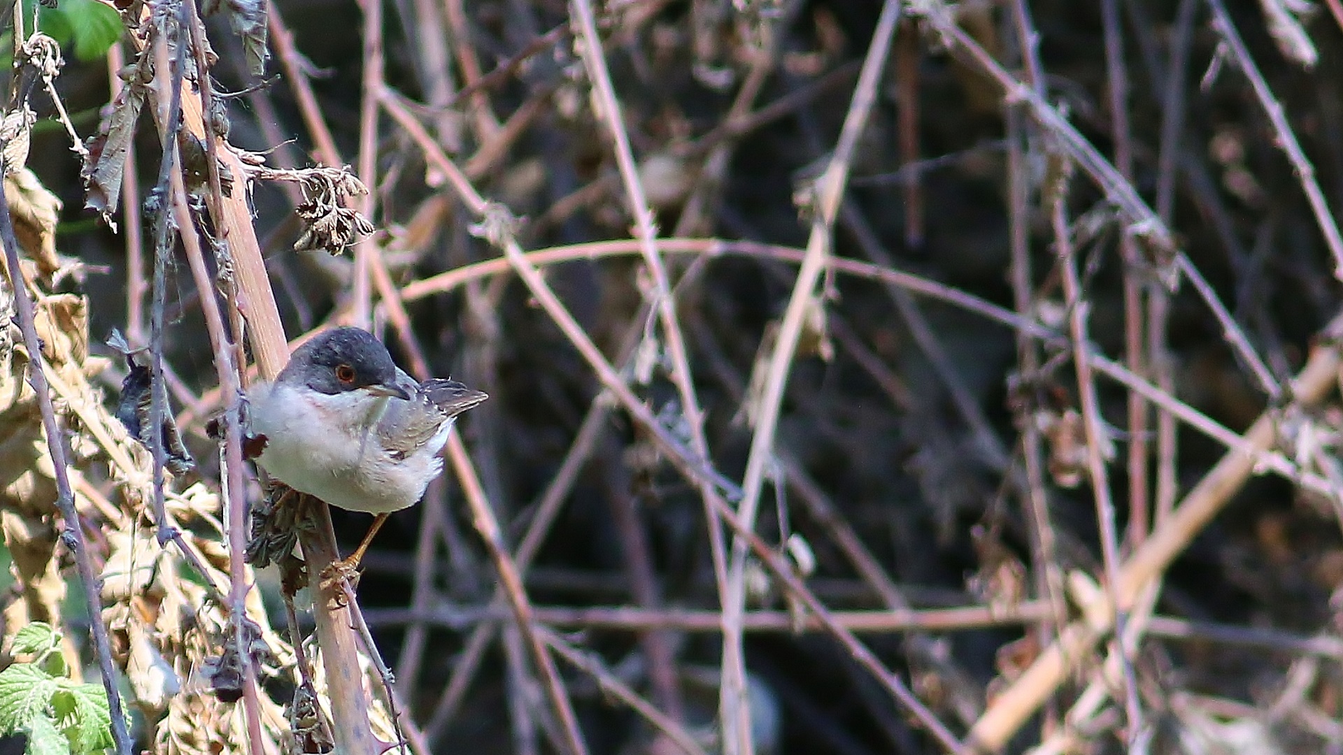 Menetries's Warbler